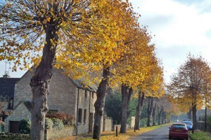 burford-autumn