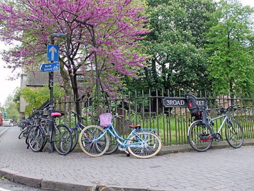 blue-bike-pink-blossom